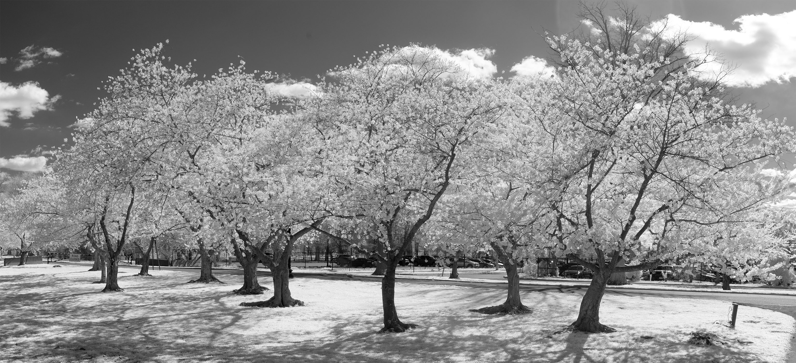 Infrared Photo of Clump of Cherry Trees in Full Bloom